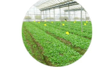 農(nóng)產(chǎn)品質(zhì)量安全追溯系統(tǒng)在深圳網(wǎng)站建設(shè)推廣中的關(guān)鍵作用——以食用油為例